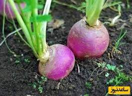 دیدن شلغم در خواب چه تعبیری دارد؟ / تعبیر خواب شلغم