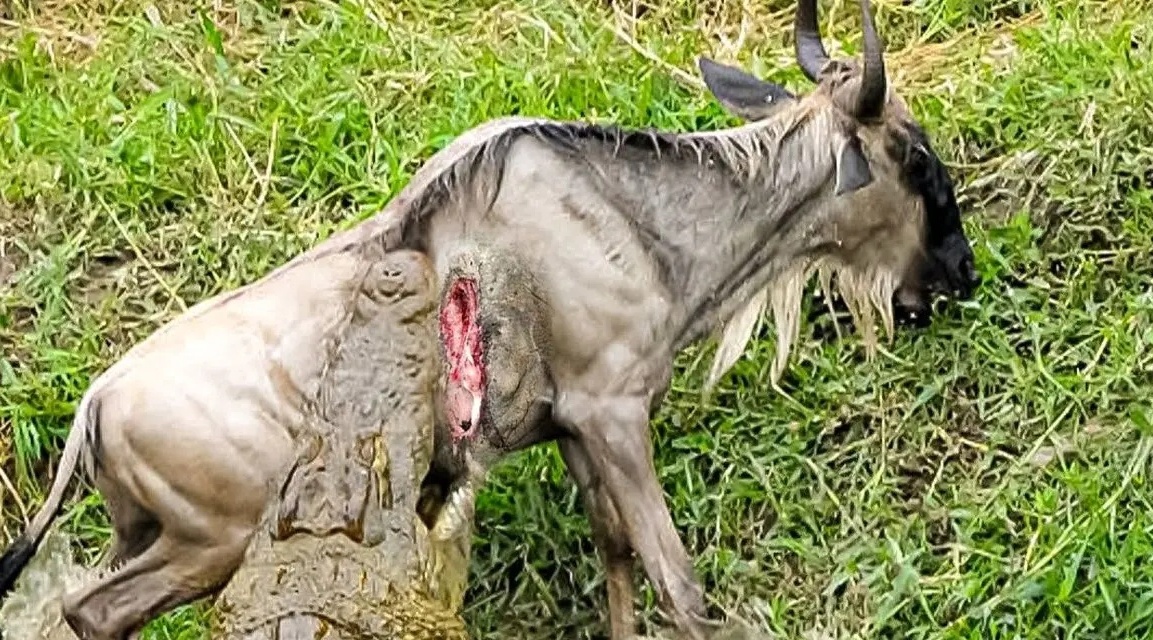 (ویدئو) مستند حیات وحش حیوانات/ راز بقا، این داستان: نبرد نفس‌گیر کل آب‌دوست با تمساح و هم جنس خودش + نجات معجزه‌آسا