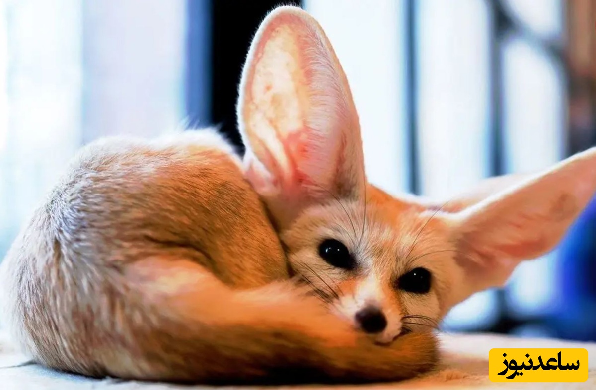 ببینید| 6 گونه از زیباترین روباه های دنیا