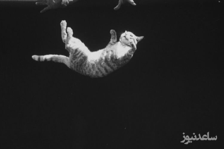 اعدام وحشیانه یک گربه با پرتاب از طبقه نهم! +فیلم16+