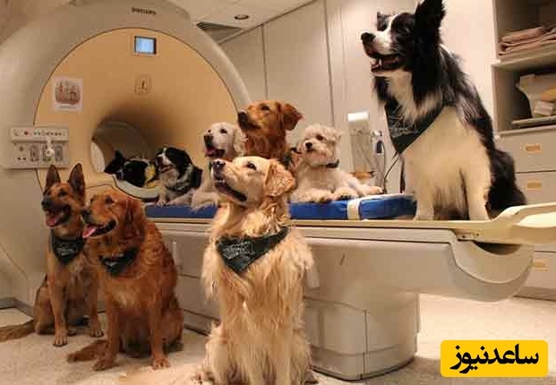 زیست‌شناسی جانوری 