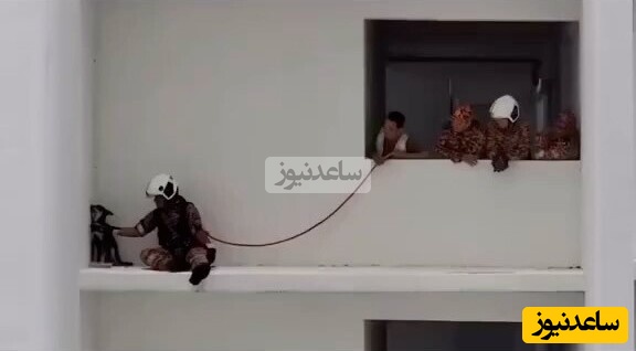 (ویدئو) بامزه ترین عملیات تیم آتش نشانی برای نجات سگی که قهر کرده / آتش نشان کلافه شد چقد خوب داره قانع میکنه برگرده تو خونه؛ ولی از رو نمیره 🤨