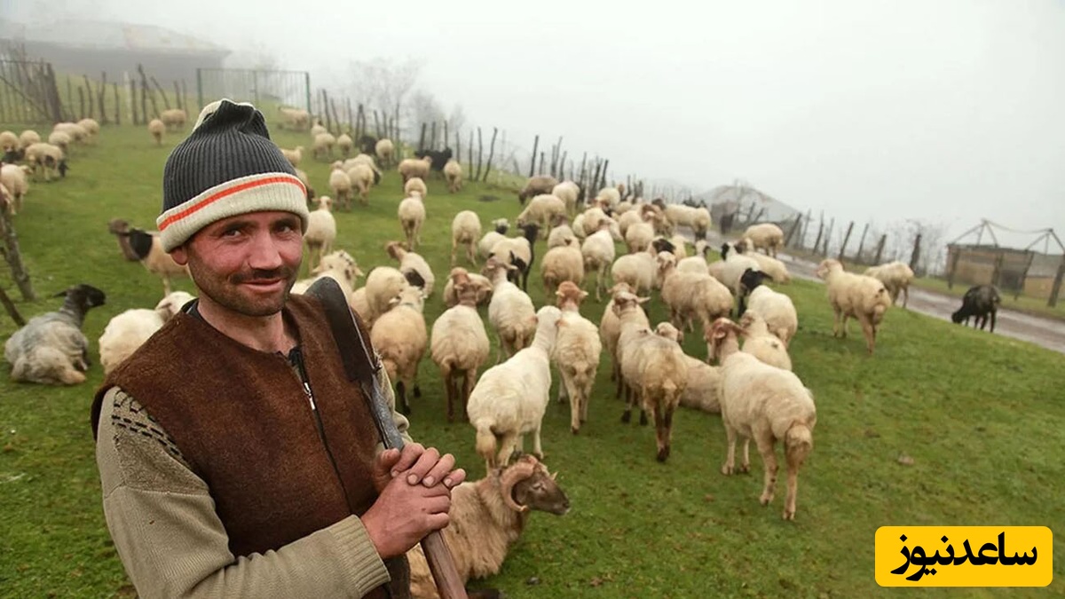 خلاقیت خنده‌دار چوپان باهوش در محافظت از گوسفندان با لباس مبدل گرگ را به فکر تغییر شغل انداخت+ویدیو/ گرگ بدبخت سکته رو زد🤣