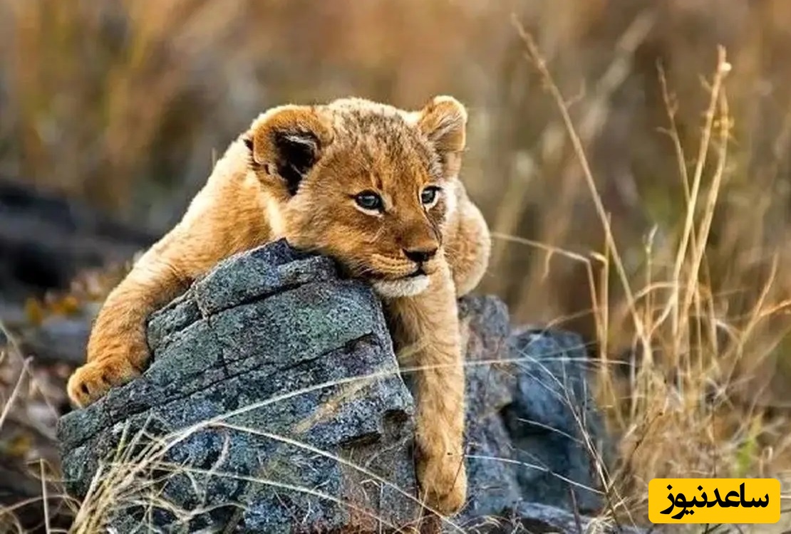 (ویدئو) مستند حیات وحش حیوانات/ بازیگوشی تمام‌نشدنی توله‌شیر با مادرش پربازدید شد/ جریان زندگی و عشق در طبیعت