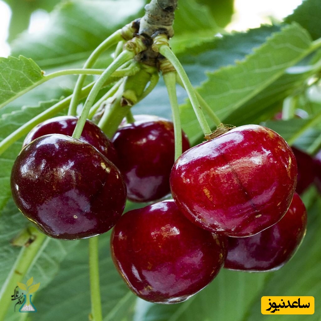 دیدن گیلاس در خواب چه تعبیری دارد؟ / تعبیر خواب گیلاس