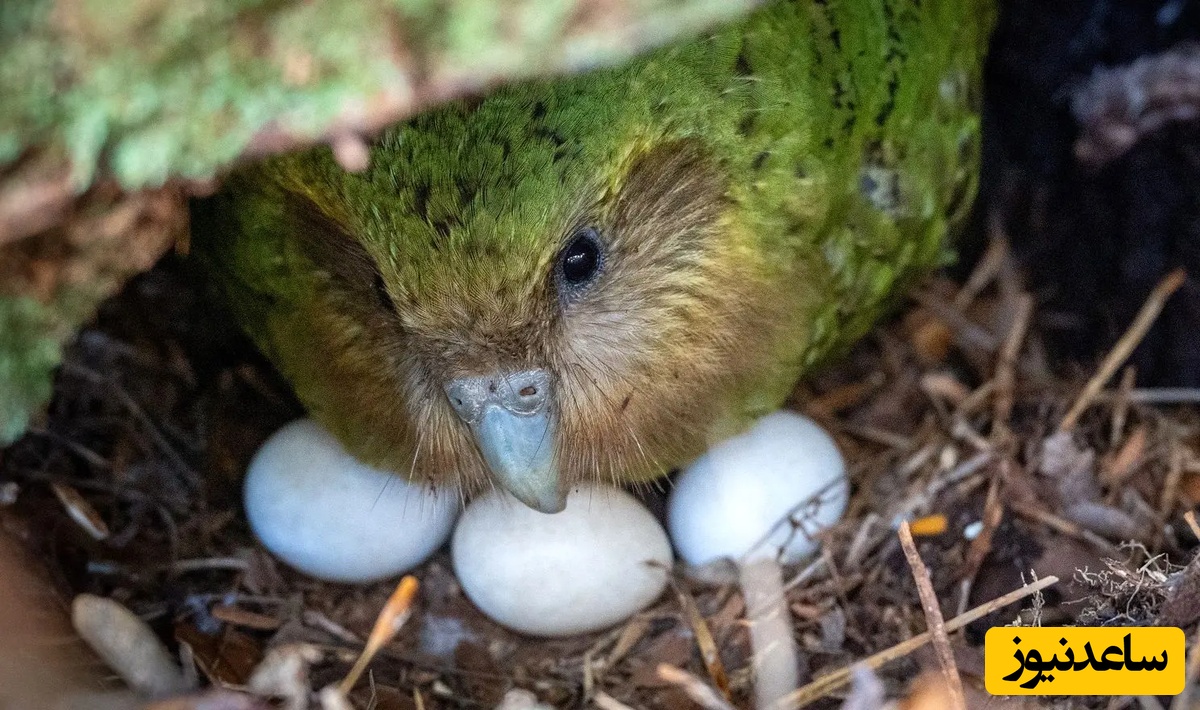 حیات وحش؛ تولد نادر یک طوطی بدون پرواز در خطر انقراض