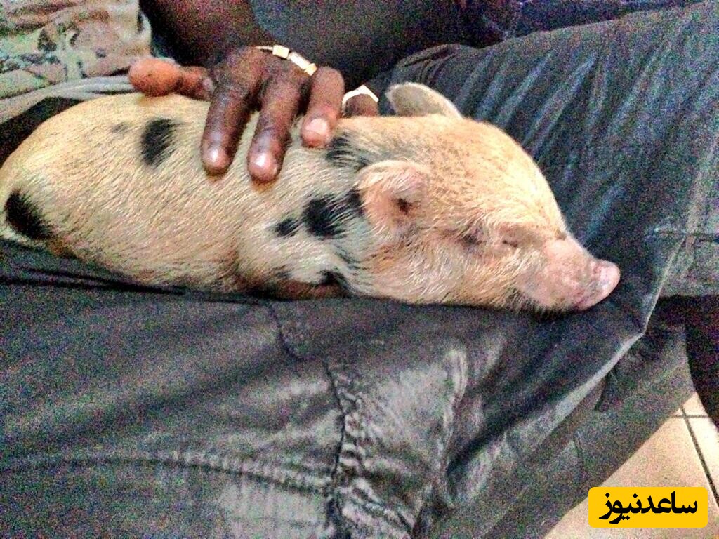 خوک بالوتلی