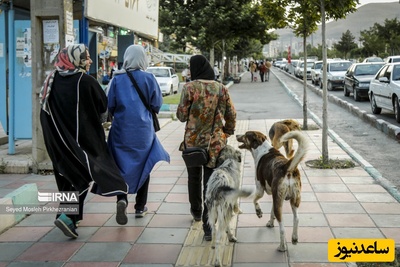 هیسسس! مادرها فریاد نمی‌زنند! / سگ‌های ولگرد؛ بحران امنیت شهری یا عادی‌سازی خطر؟