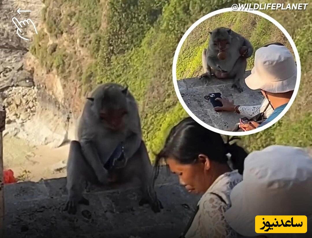 (فیلم) میمون باجگیر با وساطت یک بومی گوشی آیفون گردشگر را پس داد! / خوبه اون خانومه اونجا بود وگرنه گوشی بی گوشی!