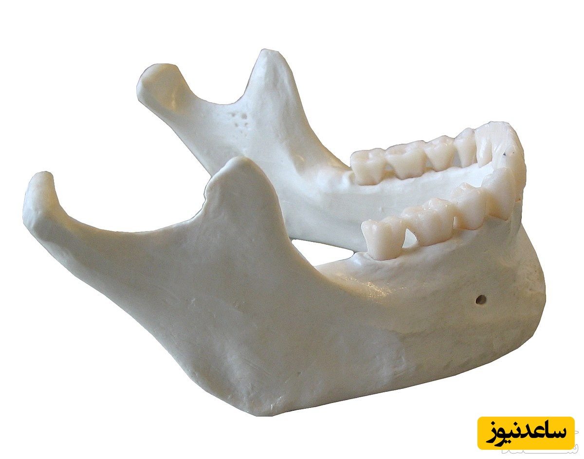 دیدن آرواره در خواب چه تعبیری دارد؟ /  تعبیر خواب آرواره