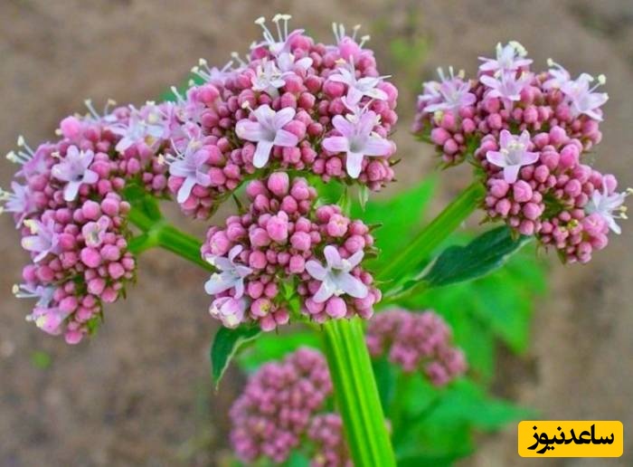 فواید و مضرات سنبل الطیب | خواص دارویی، کاربردها و هشدارهای مهم