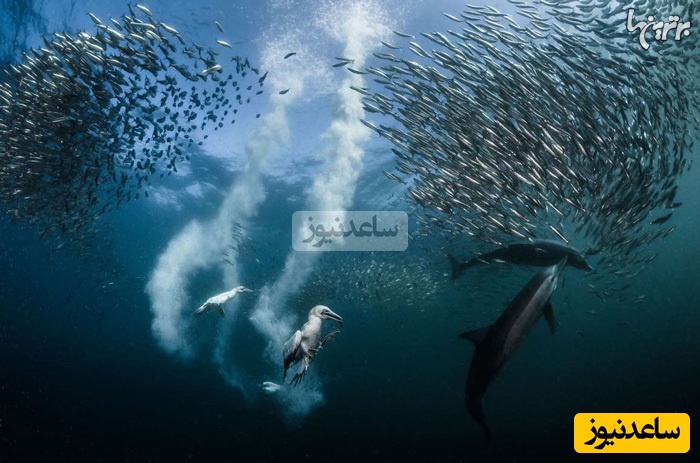 تصاویر حیرت‌انگیز کلوزآپ از حیوانات زیر آب