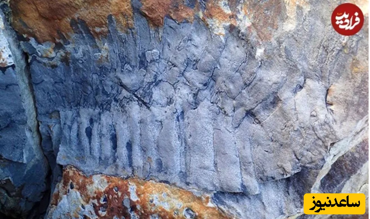 فسیل کشف‌شده