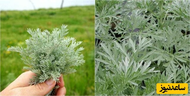 گیاه درمنه؛ خواص شگفت‌انگیز، مضرات و هر آنچه باید بدانید