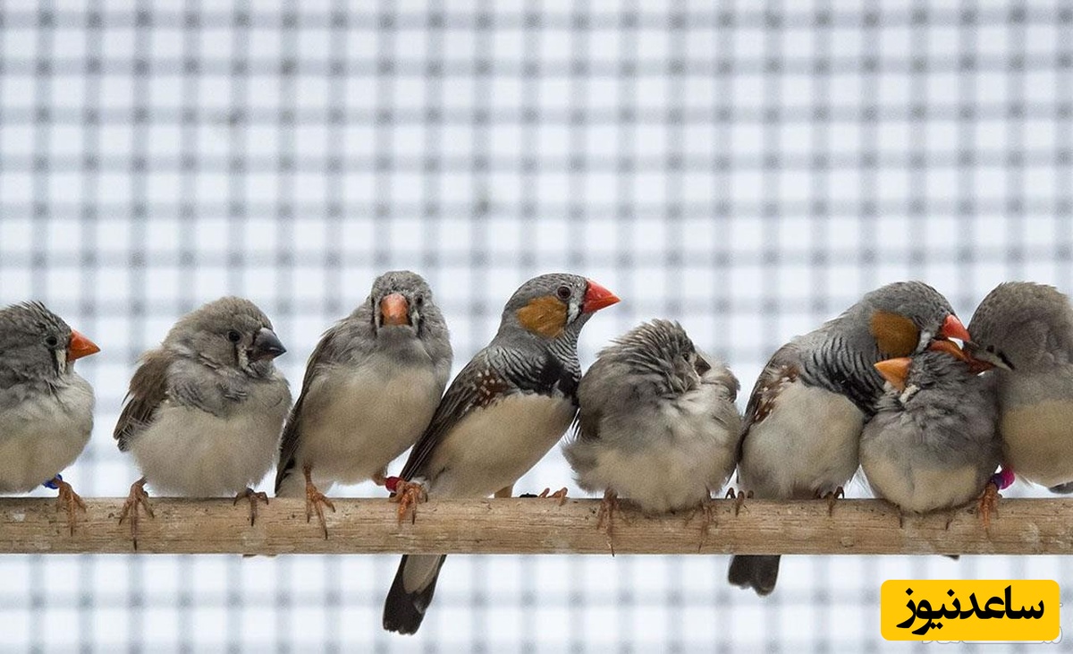 دیدن فنچ در خواب چه تعبیری دارد؟ / تعبیر خواب فنچ