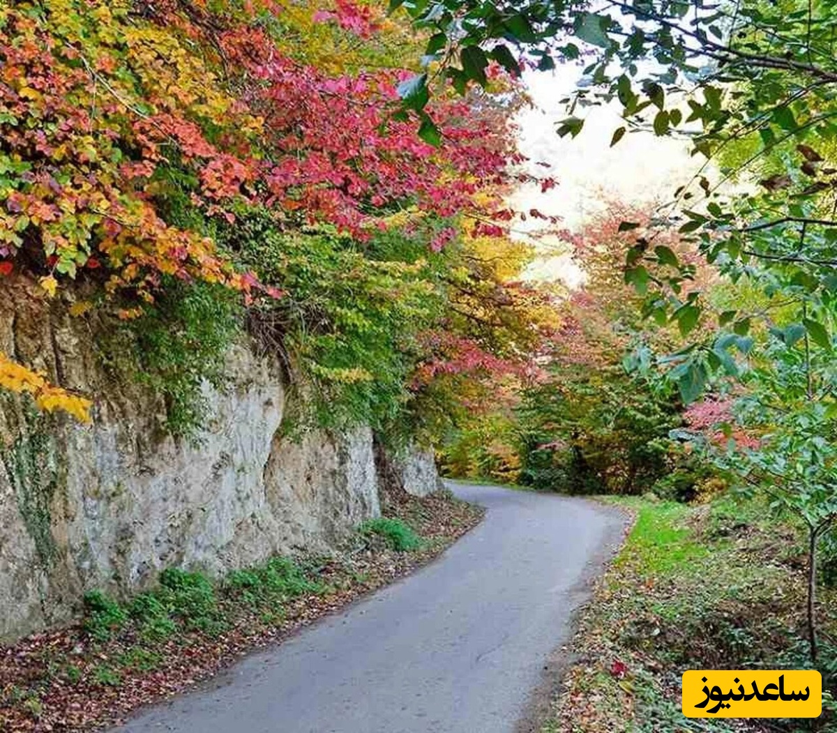 جنگل نقله‌بر