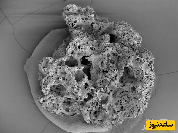 (عکس) قدیمی ترین نان کشف شده مربوط به 14400 سال پیش