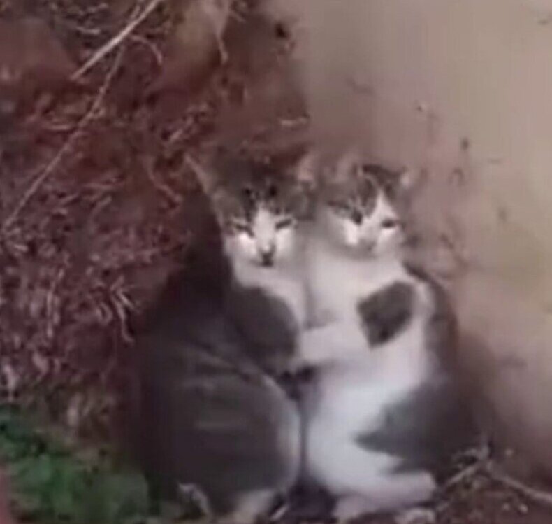 (ویدئو) بمباران غزه و دو گربه که از ترس به‌ هم چسبیدند
