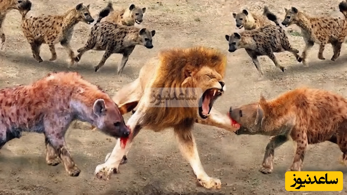 (ویدیو) نبرد غافلگیرکننده/ سرنگونی غیر منتظره شیر مغرور در تعقیب پرخطر یک کفتار!