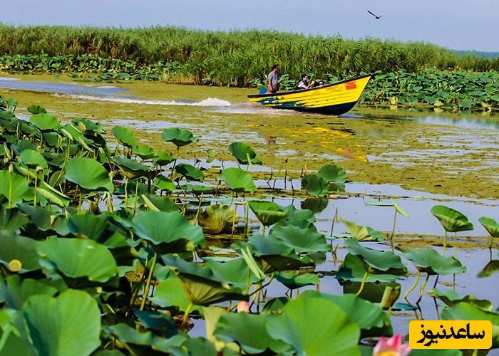 تالاب انزلی؛ بهشتی روی آب