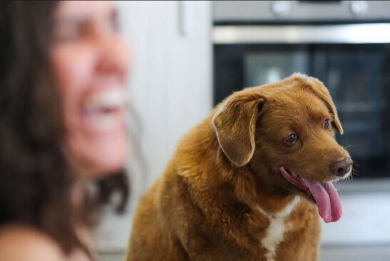 جشن تولد 31 سالگی "بابی" پیرترین سگ جهان در پرتغال. نام بابی به عنوان پیرترین سگ دنیا در کتاب رکوردهای گینس ثبت شده است./ EPA