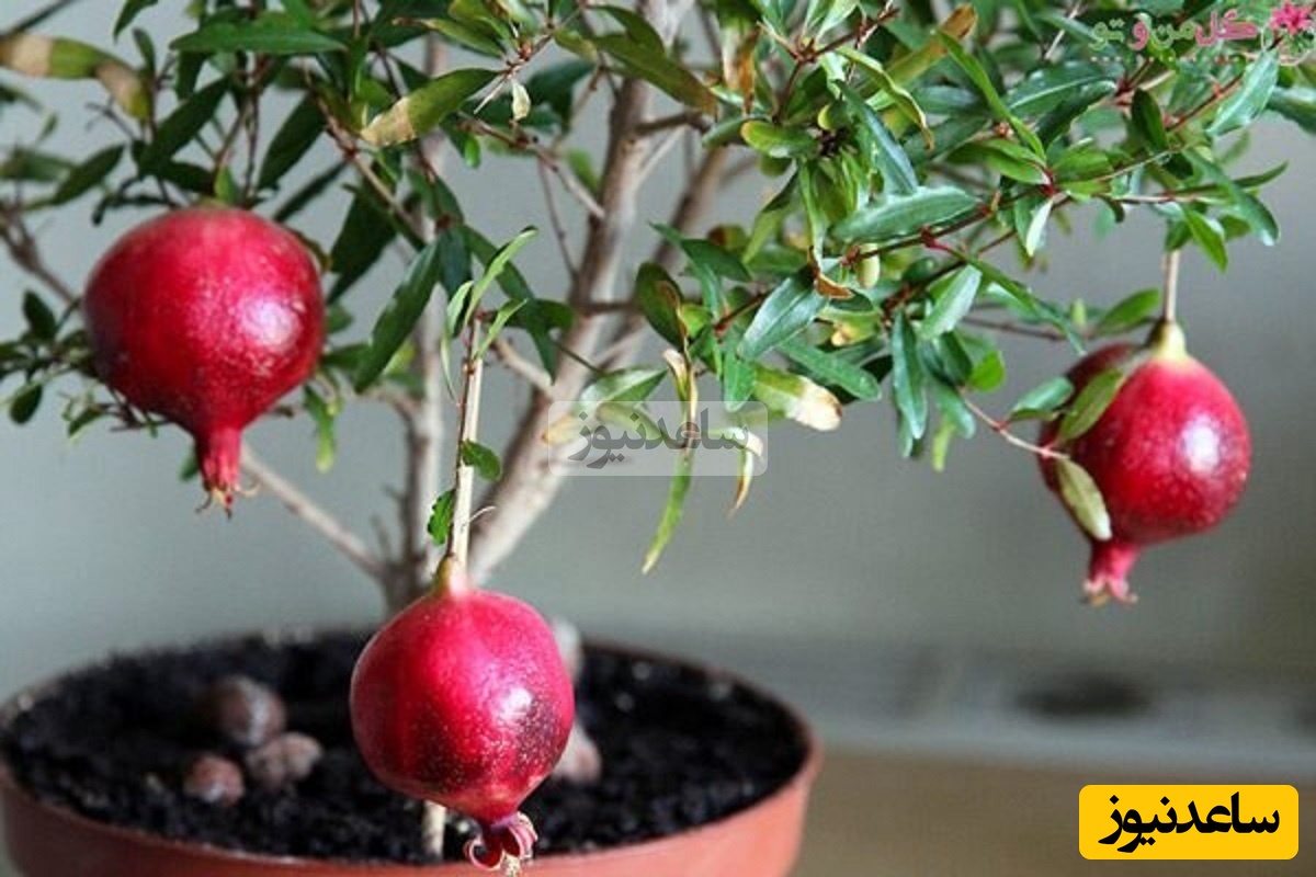 نحوه کاشت انار از طریق بذر! این ترفند عجیب باعث شد از یه دونه انار، درخت واقعی سبز کنم+ ویدیو