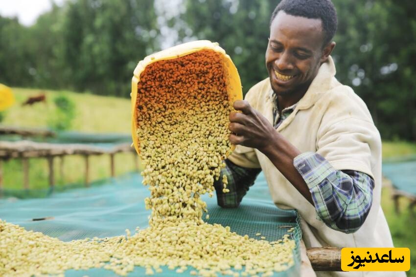 فرآوری شسته قهوه اتیوپی