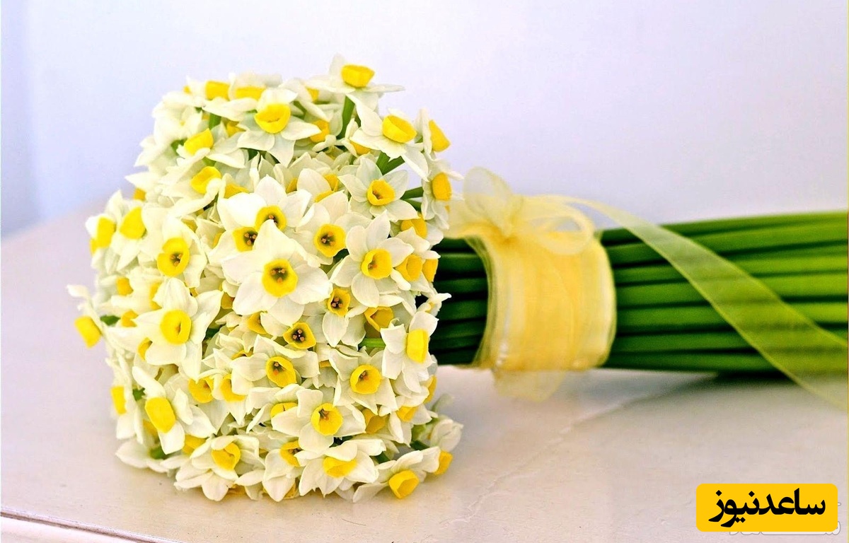 دیدن نرگس در خواب چه تعبیری دارد؟ / تعبیر خواب نرگس