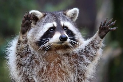 (ویدیو) راکون شیطونی که بازیگوشیش کار دستش داد/ ثانیه 7 ویدیو رو ببینی از خنده روده بر میشی😂