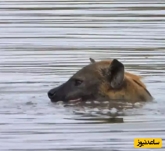 شنا و آب بازی جالب یک کفتار در یک آب‌بندان +ویدئو