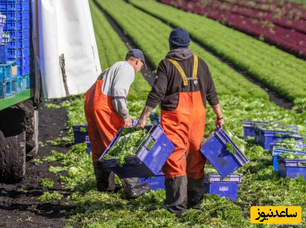 آشنایی با انواع کار فصلی و هر آنچه که باید در مورد آن بدانید!