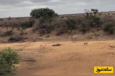 (ویدئو) حیات وحش ؛ مستند حیات وحش حیوانات /  فرار برق آسای گراز وحشی از دست هفت شیر گرسنه