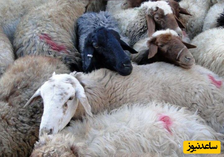 کشف 20تن نهاده های دامی قاچاق در"سراب"