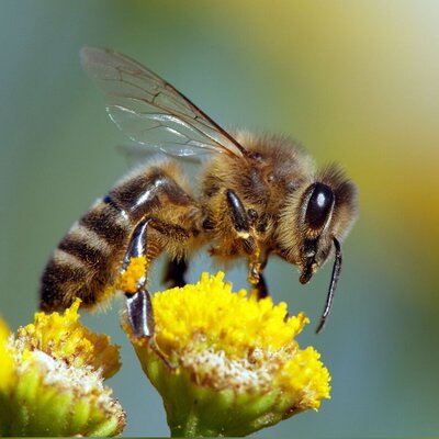 حمله دسته‌جمعی زنبورها وسط مسابقه حساس تنیس! +ویدئو