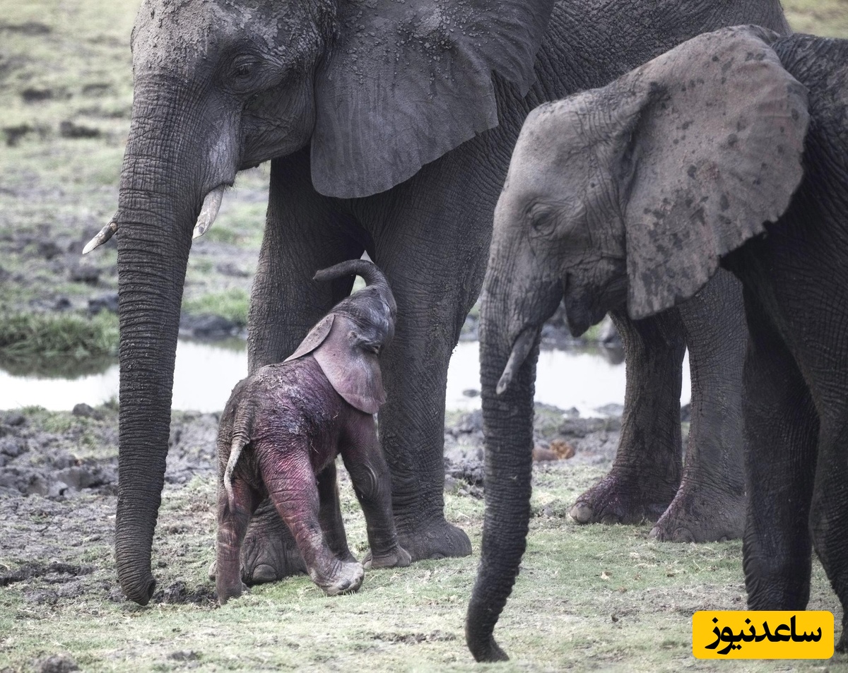 (ویدئو) ویژه علاقه مندان به مستند حیات وحش حیوانات: تلاش احساسی فیل مادر برای بچه تازه متولد شده‌اش/ مادر است دیگر!