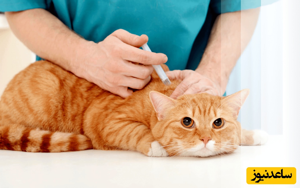 دانلود رایگان دفترچه سوالات و پاسخنامه آزمون کارشناسی ارشد فیزیولوژی دامپزشکی از سال 94 تا 96