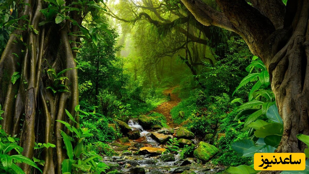 دانلود 4 آهنگ جنگل سه بعدی (8D) برای مدیتیشن با افکت صوتی طبیعت و کیفیت بالا + لینک مستقیم