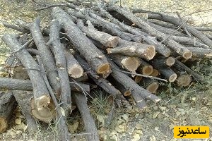 دیدن هیزم در خواب چه تعبیری دارد؟ / تعبیر خواب هیزم