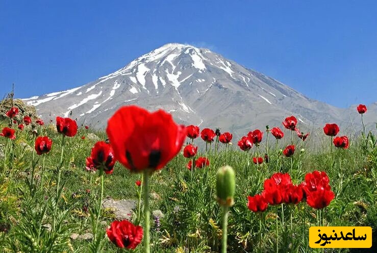 سفر به پارک ملی لار؛ دشتی رویایی در مازندران که طبیعت در آن بی‌نقص خودنمایی می‌کند+ فیلم