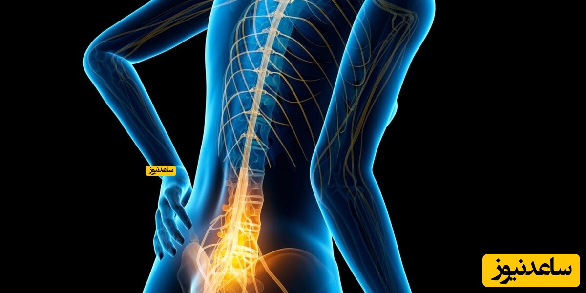 ستون فقرات چیست ؟