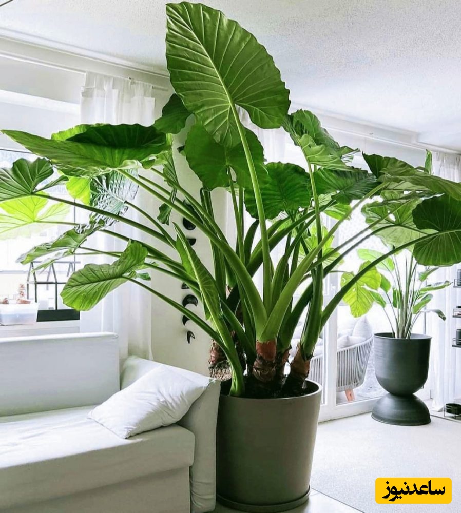 راهنمای جامع نگهداری گل بابا آدم (آلوکازیا)؛ صفر تا صد پرورش گیاه غول‌پیکر در خانه