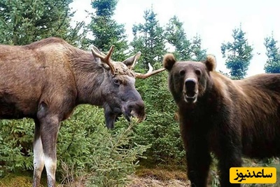 مستند حیات وحش حیوانات/ حمله خرس به بچه‌گوزن مقابل چشمان مادر