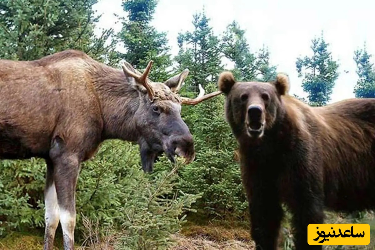 مستند حیات وحش حیوانات/ حمله خرس به بچه‌گوزن مقابل چشمان مادر