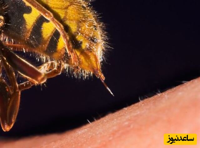 (ویدئو) نمای نزدیک از نحوه عملکرد نیش زنبور عسل روی پوست انسان
