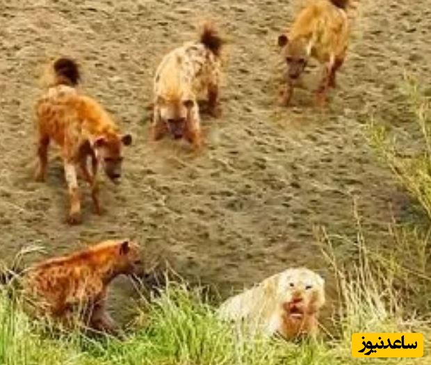 (ویدیو)  شیر بخت برگشته در محاصره کفتارها؛ وقتی سلطان جنگل تقاضای کمک می کند!