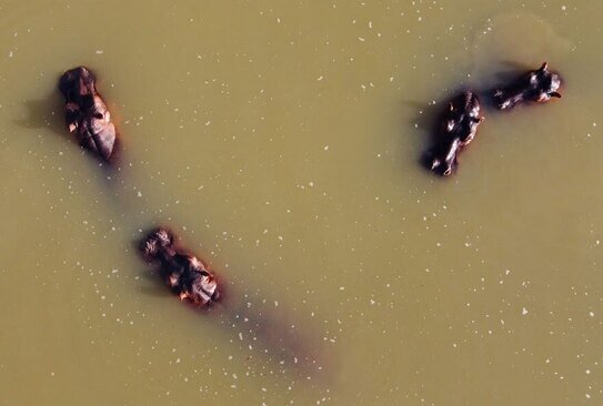 اسب های آبی در دریاچه ای در کلمبیا/ خبرگزاری فرانسه