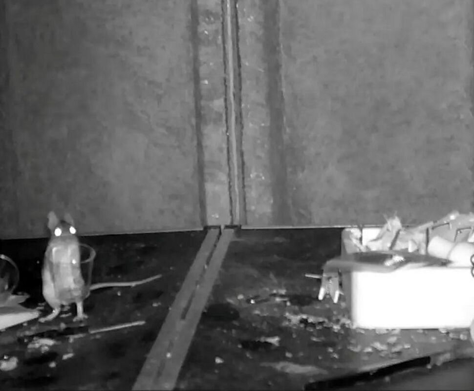 ماجرای عجیب یک «موش» که شب‌ها کلبۀ مرد ولزی را مرتب می‌کند