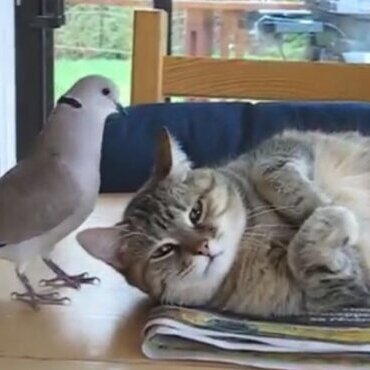 فیلم جالب و خنده دار از کشتی گرفتن بامزه بچه گربه با کبوتر