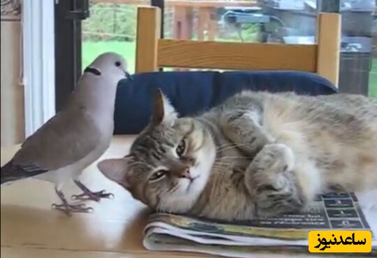 فیلم جالب و خنده دار از کشتی گرفتن بامزه بچه گربه با کبوتر
