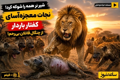 مستند حیات‌وحش؛ شیر نر همه را شوکه کرد؛ نجات معجزه‌آسای کفتار باردار از چنگال قاتلان بی‌رحم! + فیلم